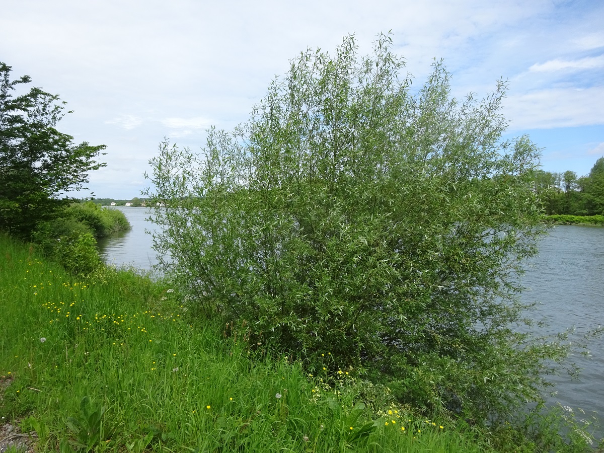 Salix alba (Salicaceae)